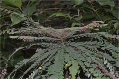 Reidia floribunda